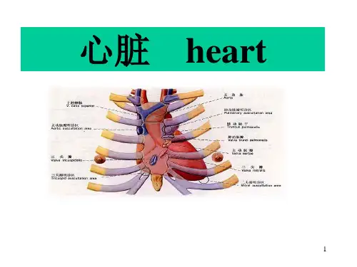 人体解剖学PPT：心脏