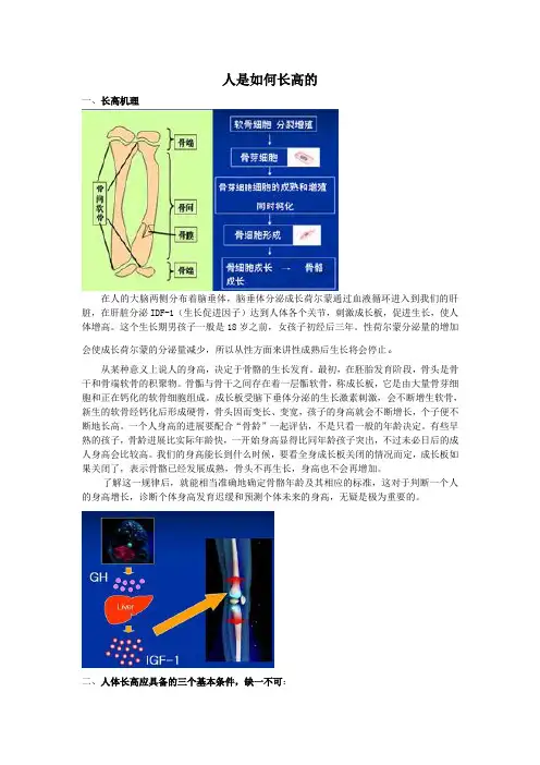 人是如何长高的