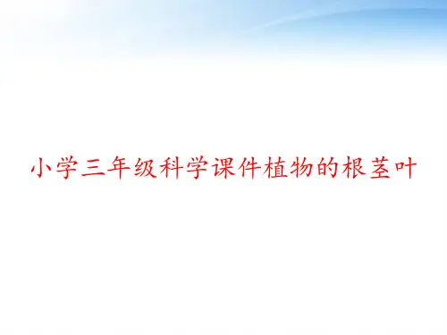 小学三年级科学课件植物的根茎叶 ppt课件