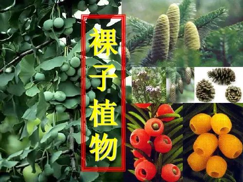 裸子植物