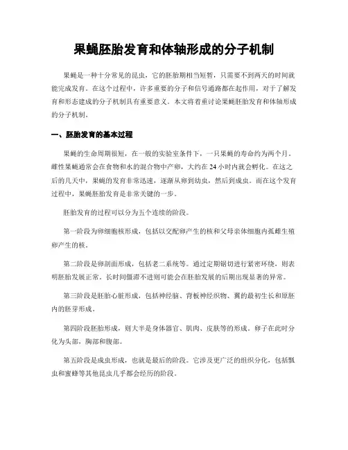 果蝇胚胎发育和体轴形成的分子机制