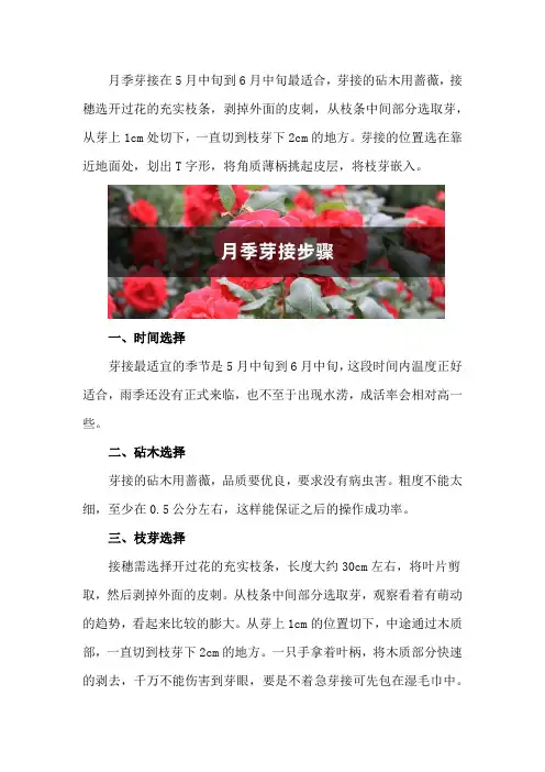 月季芽接步骤