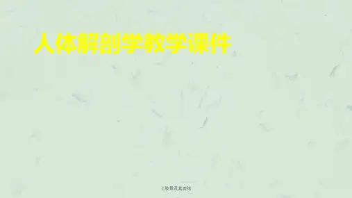 上肢骨及其连结课件