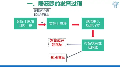 唾液腺病理(口腔组织病理学课件)