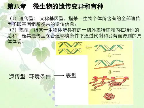 微生物学微生物遗传变异和育种