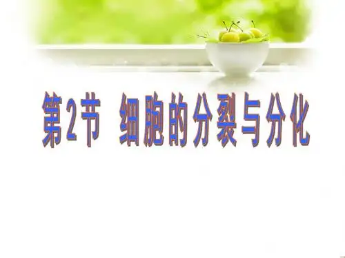 【初中生物】细胞的分裂和分化PPT课件21