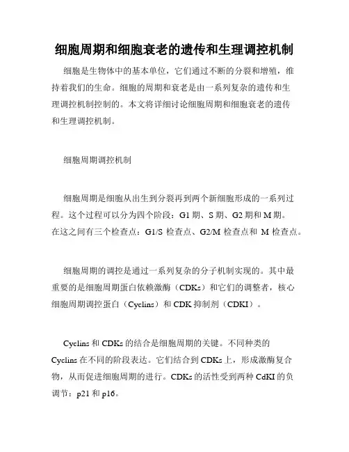 细胞周期和细胞衰老的遗传和生理调控机制