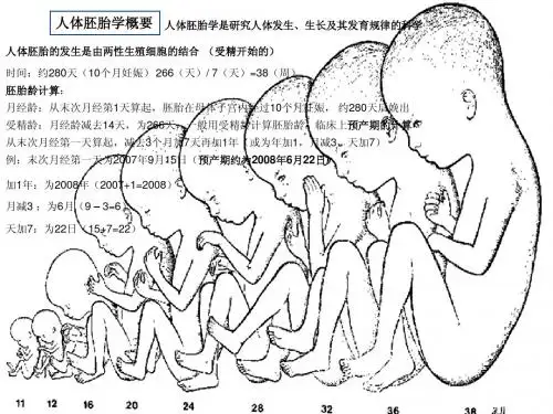 人体胚胎学概要