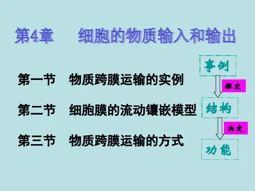 高中生物必修一第四章第二节生物膜的流动镶嵌模型(共31页)