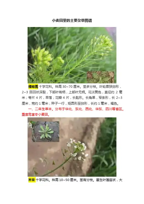 小麦田里的主要杂草图谱