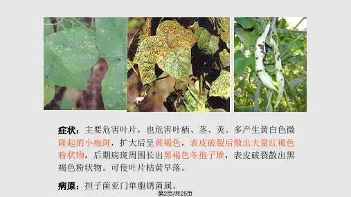 豆科蔬菜病虫害幻灯片讲诉