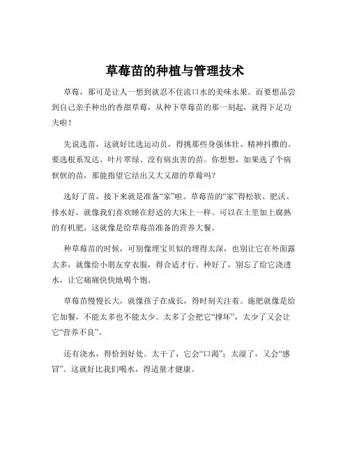 草莓苗的种植与管理技术