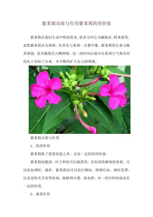 紫茉莉功效与作用 紫茉莉药用价值