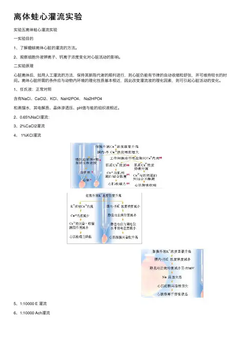 离体蛙心灌流实验