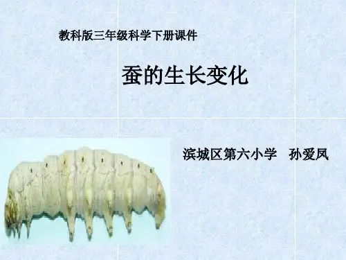 三年级科学下册_蚕的生长变化_3课件_教科版