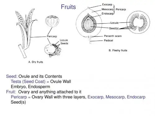 植物学及园艺学英文版 botany and horticulture (52)