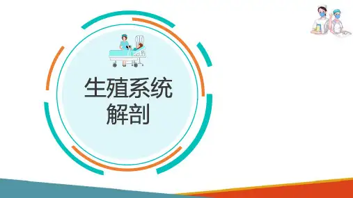 女性生殖系统解剖 骨盆的解剖(产科护理课件)
