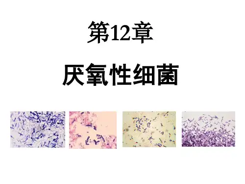 厌氧性细菌-微生物学-复旦精品