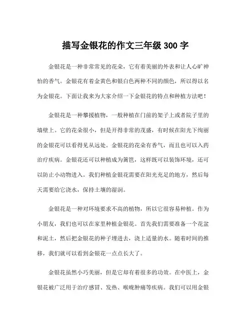 描写金银花的作文三年级300字