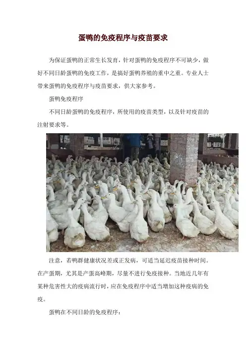 蛋鸭的免疫程序与疫苗要求