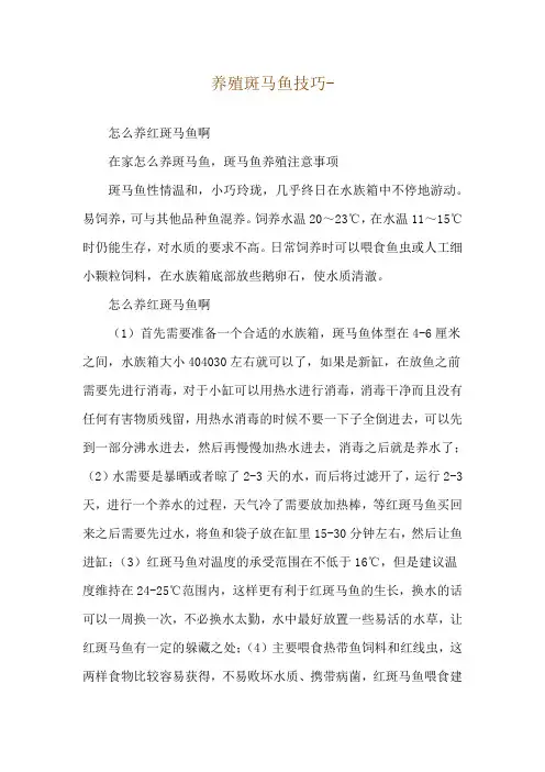 养殖斑马鱼技巧--怎么养红斑马鱼啊