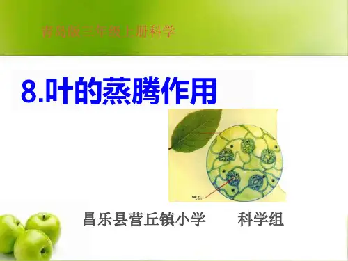 8.叶的蒸腾作用青岛版科学三年级上册
