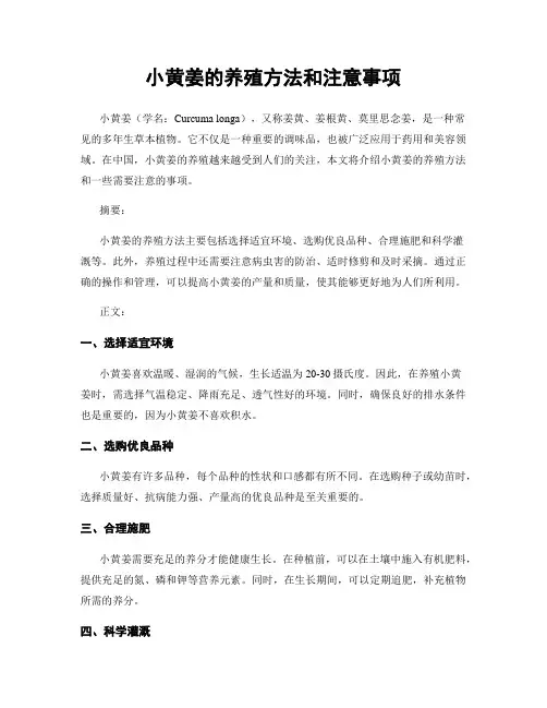 小黄姜的养殖方法和注意事项