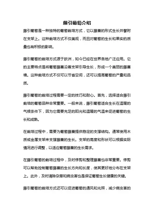 藤引葡萄介绍