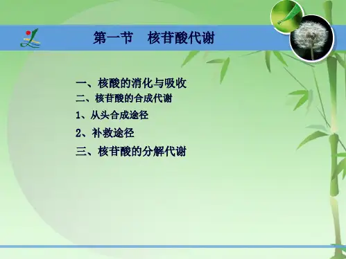 第十讲 核酸的合成与蛋白质的生合成(共65张PPT)