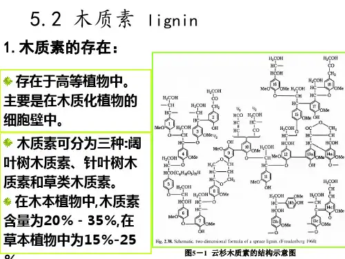 木质素