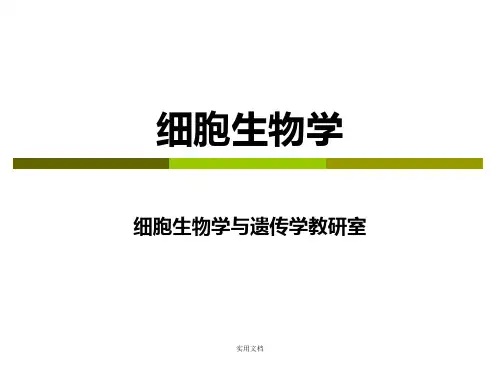 细胞生物学9章 细胞骨架