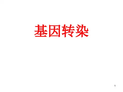 细胞转染简介ppt课件