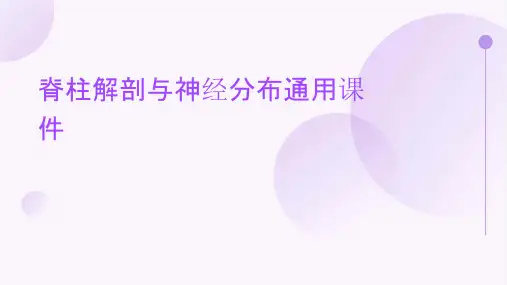 脊柱解剖与神经分布通用课件