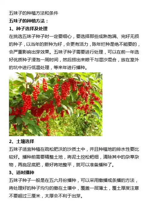 五味子的种植方法和条件