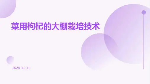 菜用枸杞的大棚栽培技术
