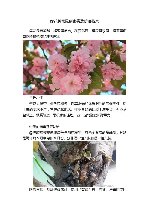 樱花树常见病虫害及防治技术