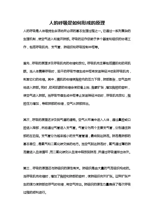 人的呼吸是如何形成的原理