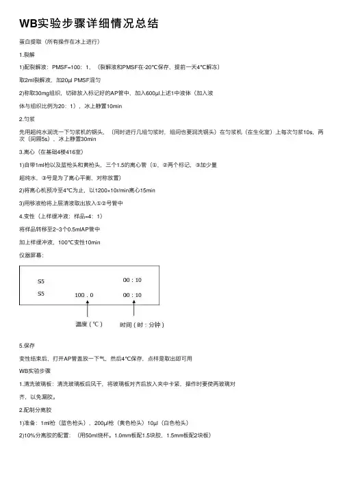 WB实验步骤详细情况总结