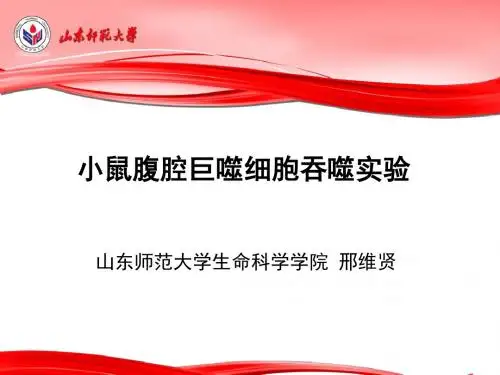 小鼠腹腔巨噬细胞吞噬实验