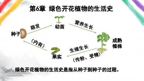 种子萌发形成幼苗(课件)七年级生物上册(北师大版)(完整版)3