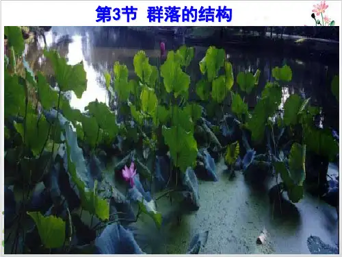 群落的结构PPT-ppt精品课件