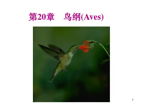 生物竞赛动物学教学课件 第20章 鸟纲