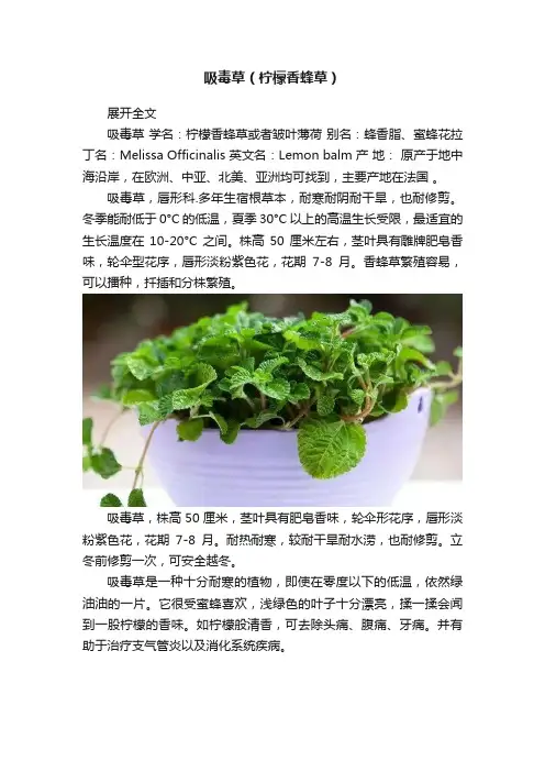 吸毒草（柠檬香蜂草）