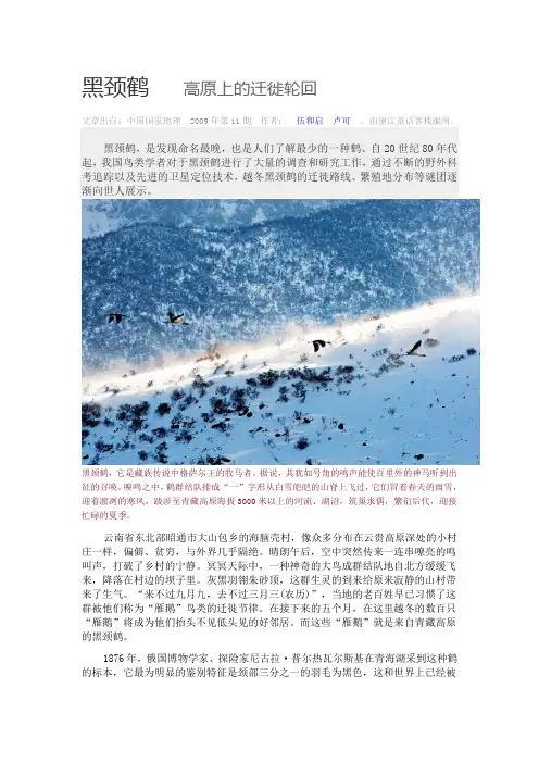 黑颈鹤——高原上的轮回迁徙