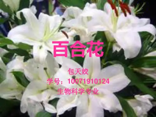 百合花