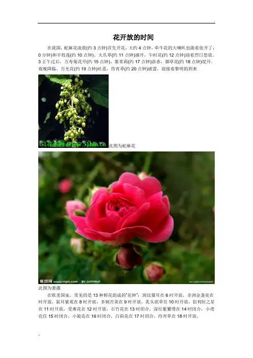 花开放的时间