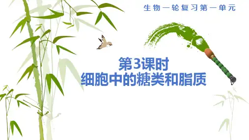 2025届高三一轮复习生物：糖类和脂质课件