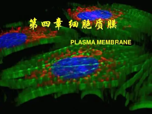 040细胞质膜：
