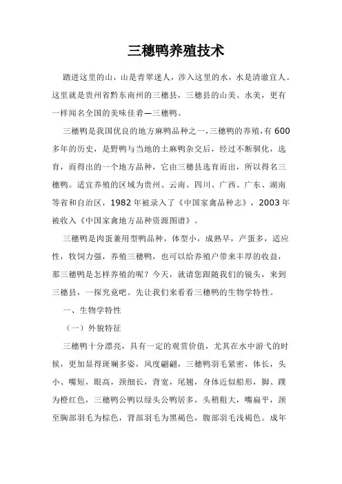 三穗鸭养殖技术