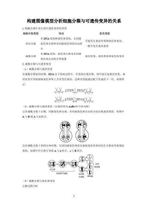 2025高考生物备考教案：第七章 生物的变异和进化之构建图像模型分析细胞分裂与可遗传变异的关系